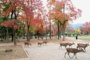 8 Best Day Trips from Kyoto in Autumn 5 Deer Roaming at Nara Park, Nara