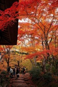 8 Best Day Trips from Kyoto in Autumn 4 Jojakkoji in autumn, Kyoto