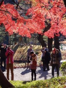 Koishikawa Korakuen is another famous place in Tokyo to enjoy fall colors.