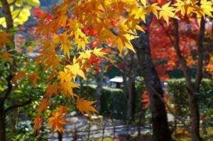 8 Best Day Trips from Kyoto in Autumn 18 Autumn leaves in Kyoto