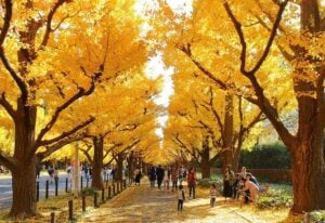 Icho Namiki at Meiji Jingu Gaien