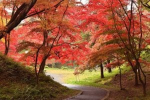 Tokyo in Autumn
